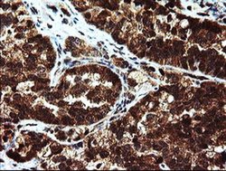 Invitrogen MPI Monoclonal Antibody (OTI1C7) 100 &mu;L; Unconjugated:Antibodies,