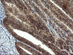Invitrogen MPI Monoclonal Antibody (OTI1C7) 100 &mu;L; Unconjugated:Antibodies,