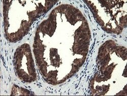 Invitrogen MPI Monoclonal Antibody (OTI1C7) 100 &mu;L; Unconjugated:Antibodies,