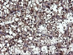 Invitrogen MPI Monoclonal Antibody (OTI1C7) 100 &mu;L; Unconjugated:Antibodies,