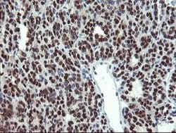 Invitrogen MPI Monoclonal Antibody (OTI1C7) 100 &mu;L; Unconjugated:Antibodies,