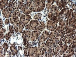 Invitrogen MPI Monoclonal Antibody (OTI1C7) 100 &mu;L; Unconjugated:Antibodies,