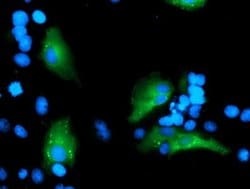 Invitrogen MLF1 Monoclonal Antibody (OTI3A3) 100 &mu;L; Unconjugated:Antibodies,