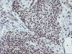 Invitrogen MLF1 Monoclonal Antibody (OTI3A3) 100 &mu;L; Unconjugated:Antibodies,