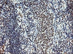 Invitrogen MLF1 Monoclonal Antibody (OTI3A3) 100 &mu;L; Unconjugated:Antibodies,