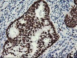 Invitrogen MLF1 Monoclonal Antibody (OTI3A3) 100 &mu;L; Unconjugated:Antibodies,