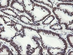 Invitrogen MLF1 Monoclonal Antibody (OTI3A3) 100 &mu;L; Unconjugated:Antibodies,
