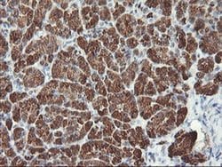 Invitrogen MLF1 Monoclonal Antibody (OTI3A3) 100 &mu;L; Unconjugated:Antibodies,