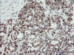 Invitrogen MLF1 Monoclonal Antibody (OTI3A3) 100 &mu;L; Unconjugated:Antibodies,