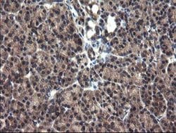 Invitrogen CRYZL1 Monoclonal Antibody (OTI1H11) 100 &mu;L; Unconjugated:Antibodies,