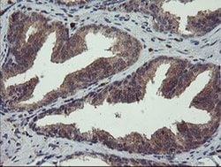 Invitrogen CRYZL1 Monoclonal Antibody (OTI1H11) 100 &mu;L; Unconjugated:Antibodies,