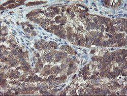 Invitrogen CRYZL1 Monoclonal Antibody (OTI1H11) 100 &mu;L; Unconjugated:Antibodies,
