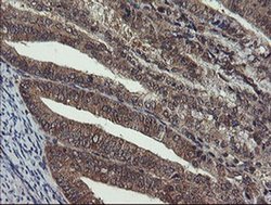 Invitrogen CRYZL1 Monoclonal Antibody (OTI1H11) 100 &mu;L; Unconjugated:Antibodies,