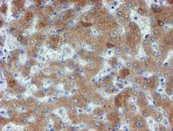 Invitrogen PPAT Monoclonal Antibody (OTI1B8) 100 &mu;L | Buy Online | Invitrogen&trade; | Fisher Scientific