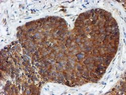 Invitrogen PPAT Monoclonal Antibody (OTI1B8) 100 &mu;L | Buy Online | Invitrogen&trade; | Fisher Scientific