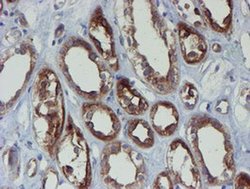 Invitrogen PPAT Monoclonal Antibody (OTI1B8) 100 &mu;L | Buy Online | Invitrogen&trade; | Fisher Scientific