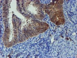 Invitrogen PPAT Monoclonal Antibody (OTI1B8) 100 &mu;L | Buy Online | Invitrogen&trade; | Fisher Scientific