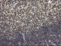 Invitrogen MPI Monoclonal Antibody (OTI4G7) 100 &mu;L; Unconjugated:Antibodies,