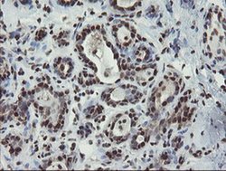 Invitrogen MPI Monoclonal Antibody (OTI4G7) 100 &mu;L; Unconjugated:Antibodies,