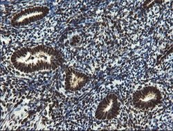 Invitrogen MPI Monoclonal Antibody (OTI4G7) 100 &mu;L; Unconjugated:Antibodies,
