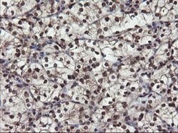 Invitrogen MPI Monoclonal Antibody (OTI4G7) 100 &mu;L; Unconjugated:Antibodies,