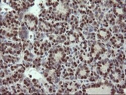 Invitrogen MPI Monoclonal Antibody (OTI4G7) 100 &mu;L; Unconjugated:Antibodies,