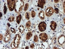 Invitrogen NQO2 Monoclonal Antibody (OTI3G4) 100 &mu;L; Unconjugated:Antibodies,