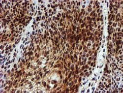 Invitrogen NQO2 Monoclonal Antibody (OTI3G4) 100 &mu;L; Unconjugated:Antibodies,