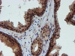 Invitrogen NQO2 Monoclonal Antibody (OTI3G4) 100 &mu;L; Unconjugated:Antibodies,