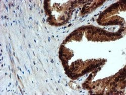 Invitrogen NQO2 Monoclonal Antibody (OTI3G4) 100 &mu;L; Unconjugated:Antibodies,