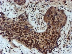 Invitrogen NQO2 Monoclonal Antibody (OTI3G4) 100 &mu;L; Unconjugated:Antibodies,