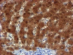 Invitrogen NQO2 Monoclonal Antibody (OTI1G2) 100 &mu;L; Unconjugated:Antibodies,