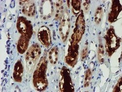Invitrogen NQO2 Monoclonal Antibody (OTI1G2) 100 &mu;L; Unconjugated:Antibodies,