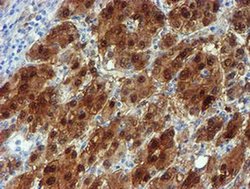 Invitrogen NQO2 Monoclonal Antibody (OTI1G2) 100 &mu;L; Unconjugated:Antibodies,