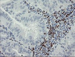 Invitrogen GIMAP4 Monoclonal Antibody (OTI1A11) 100 &mu;L; Unconjugated:Antibodies,