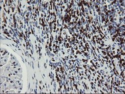 Invitrogen GIMAP4 Monoclonal Antibody (OTI1A11) 100 &mu;L; Unconjugated:Antibodies,