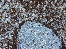 Invitrogen GIMAP4 Monoclonal Antibody (OTI1A11) 100 &mu;L; Unconjugated:Antibodies,