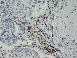 Invitrogen GIMAP4 Monoclonal Antibody (OTI1A11) 100 &mu;L; Unconjugated:Antibodies,