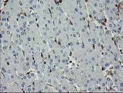 Invitrogen GIMAP4 Monoclonal Antibody (OTI1A11) 100 &mu;L; Unconjugated:Antibodies,