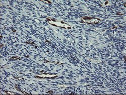 Invitrogen GIMAP4 Monoclonal Antibody (OTI1A11) 100 &mu;L; Unconjugated:Antibodies,