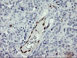 Invitrogen GIMAP4 Monoclonal Antibody (OTI1A11) 100 &mu;L; Unconjugated:Antibodies,