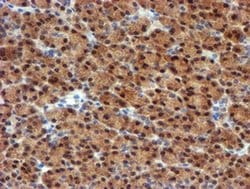 Invitrogen MPI Monoclonal Antibody (OTI4E7) 100 &mu;L; Unconjugated:Antibodies,