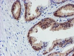 Invitrogen MPI Monoclonal Antibody (OTI4E7) 100 &mu;L; Unconjugated:Antibodies,