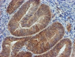 Invitrogen MPI Monoclonal Antibody (OTI4E7) 100 &mu;L; Unconjugated:Antibodies,