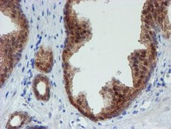 Invitrogen MPI Monoclonal Antibody (OTI4E7) 100 &mu;L; Unconjugated:Antibodies,