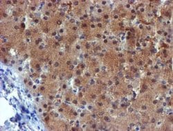 Invitrogen MPI Monoclonal Antibody (OTI4E7) 100 &mu;L; Unconjugated:Antibodies,