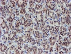 Invitrogen MPI Monoclonal Antibody (OTI4E7) 100 &mu;L; Unconjugated:Antibodies,