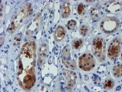 Invitrogen MPI Monoclonal Antibody (OTI4E7) 100 &mu;L; Unconjugated:Antibodies,