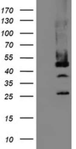 Invitrogen MPI Monoclonal Antibody (OTI4E7) 100 &mu;L; Unconjugated:Antibodies,
