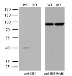 Invitrogen MPI Monoclonal Antibody (OTI4E7) 100 &mu;L; Unconjugated:Antibodies,